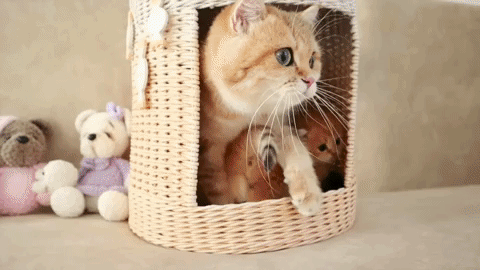 Animated GIF of Rick roll video interspersed with cute kitten